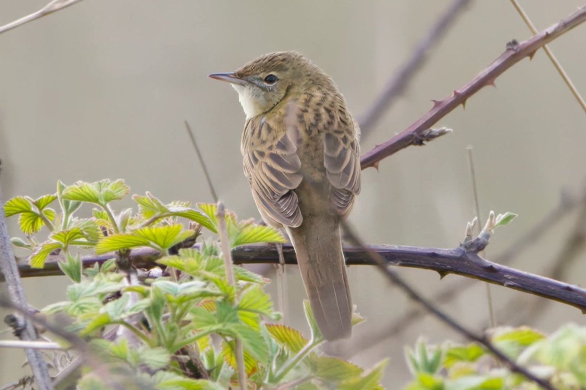 Garbo69's tweet image. Grasshopper Warbler at Blackhall Rocks, County Durham, UK yesterday. @teesbirds1 @teesmouthbc @DurhamBirdClub @Natures_Voice @WildlifeMag @BBCSpringwatch