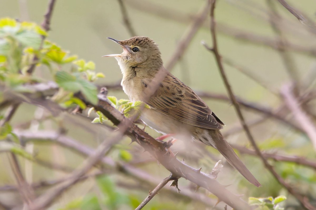 Gareth Bowes (@garbo69) on Twitter photo Grasshopper Warbler at Blackhall Rocks, County Durham, UK yesterday. <a href="/teesbirds1/">teesbirds</a> <a href="/teesmouthbc/">Teesmouth Bird Club</a> <a href="/DurhamBirdClub/">Durham Bird Club</a> <a href="/Natures_Voice/">RSPB</a> <a href="/WildlifeMag/">BBC Wildlife</a> <a href="/BBCSpringwatch/">BBC Springwatch</a> Grasshopper Warbler at Blackhall Rocks, County Durham, UK yesterday. <a href="/teesbirds1/">teesbirds</a> <a href="/teesmouthbc/">Teesmouth Bird Club</a> <a href="/DurhamBirdClub/">Durham Bird Club</a> <a href="/Natures_Voice/">RSPB</a> <a href="/WildlifeMag/">BBC Wildlife</a> <a href="/BBCSpringwatch/">BBC Springwatch</a>