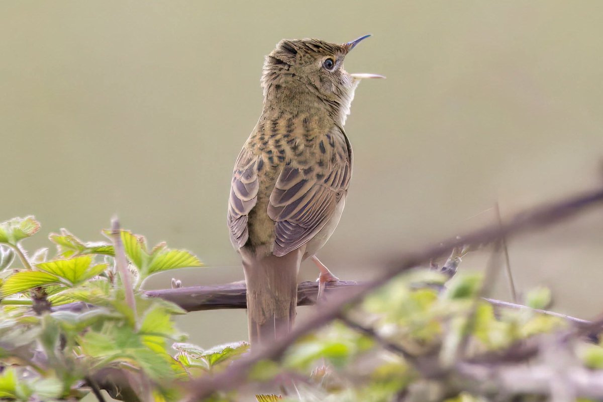 Garbo69's tweet image. Grasshopper Warbler at Blackhall Rocks, County Durham, UK yesterday. @teesbirds1 @teesmouthbc @DurhamBirdClub @Natures_Voice @WildlifeMag @BBCSpringwatch