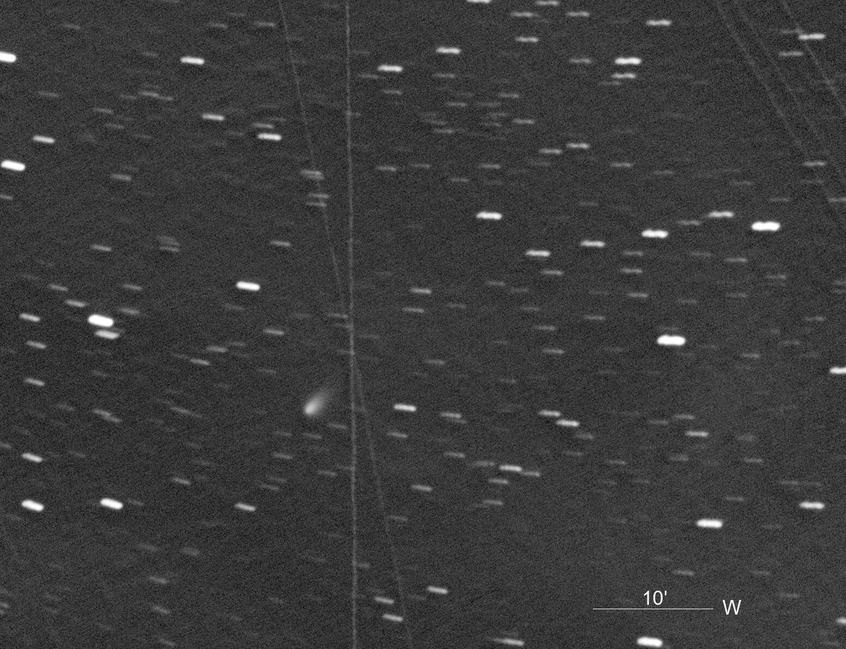 C/2025 F2(SWAN) 

快晴に恵まれた。まだまだいけるぞ。

Gmag=10.2  Dia=1.5'
tail : 4.5'in p.a.310deg

★2025/04/21  03:55(JST)
GINJI-200FN  QHY9  30secX29  メトカーフコンポ