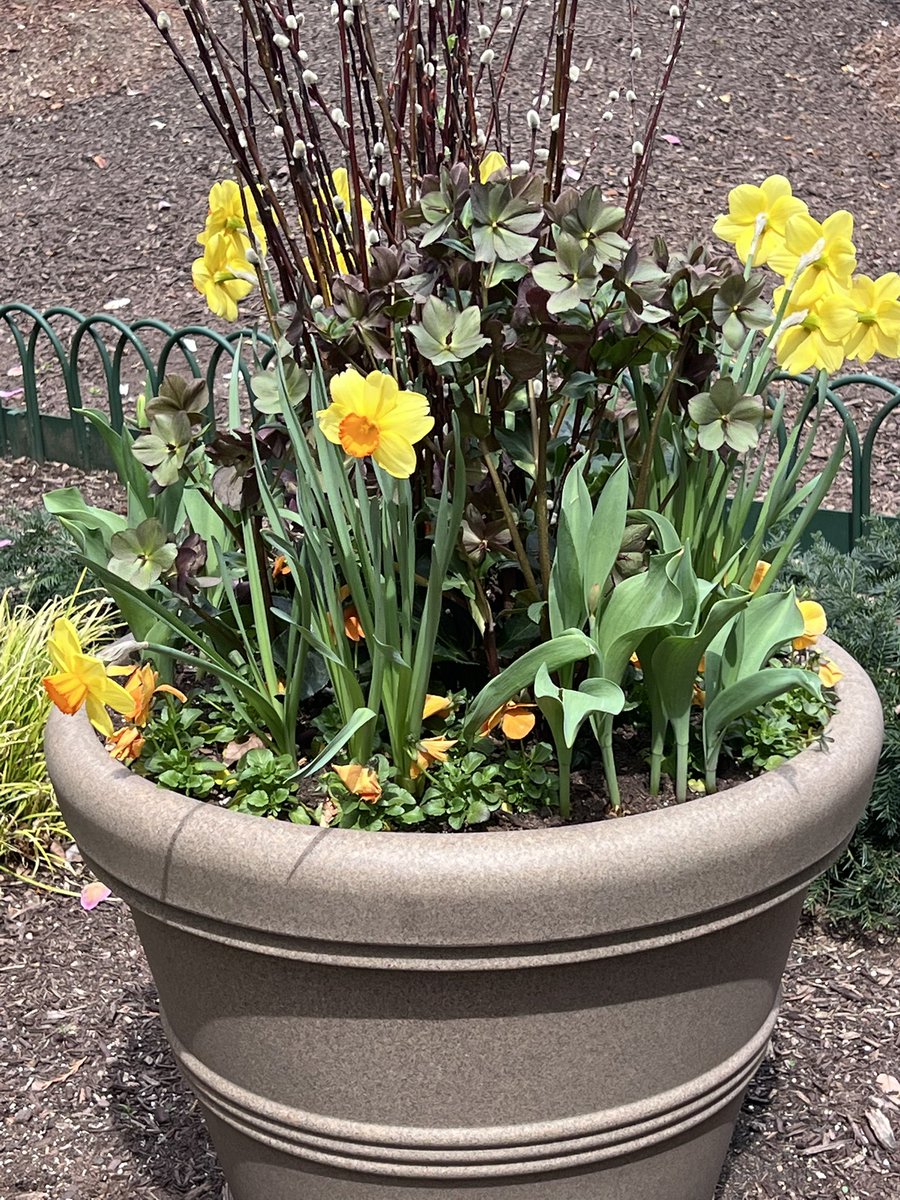 #HappyEaster 🌷 #HappyPassover 🌷 #HappySunday 🌷Sending love and light to all 💫💐🌹🌺🌻🌼🌸 #spring #loveandlight #mash4077 #4077mash #flowers #onmywalk #daffodils #4077th #classictv #nostalgia <a href="/mashmatters/">MASH Matters Podcast 🍸</a> #mashmatters