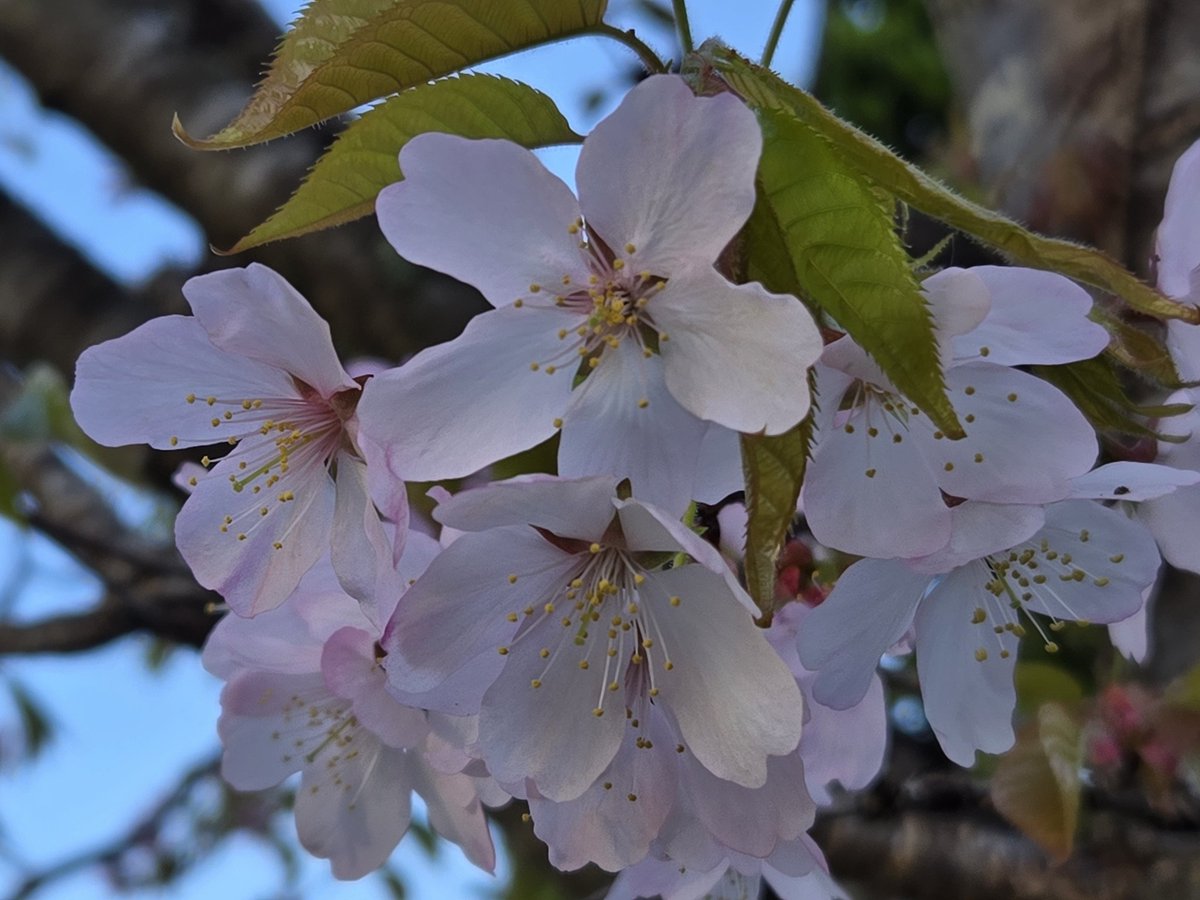 おはようございカブ☀
庭の桜🌸がやっと満開になりますた(笑)
今日も1日ご安全に👍
