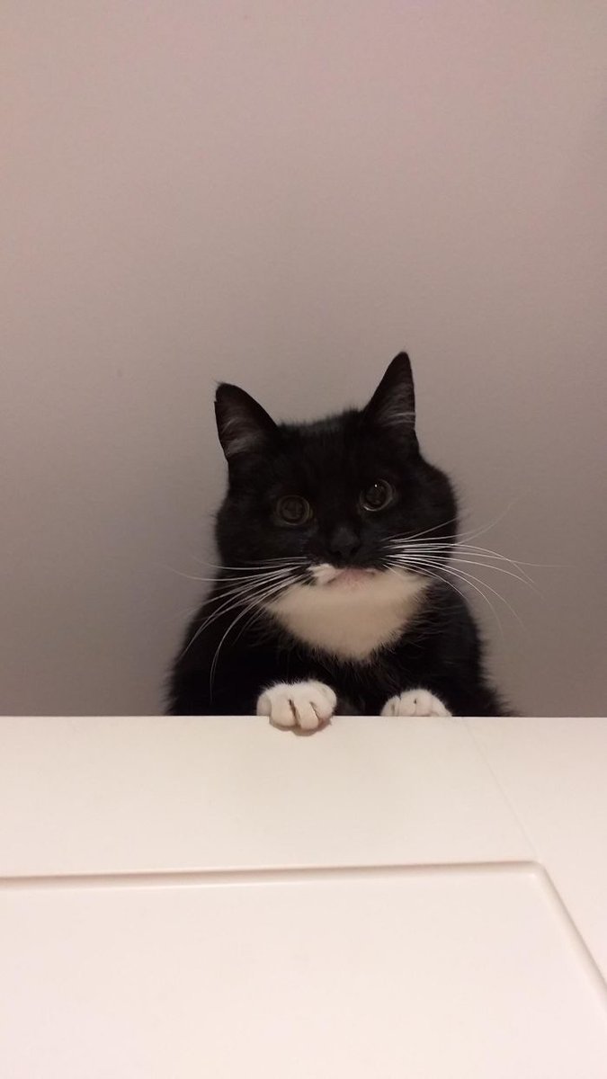 PostsOfCats's tweet photo. 😾 https://t.co/fBd70TSMsu