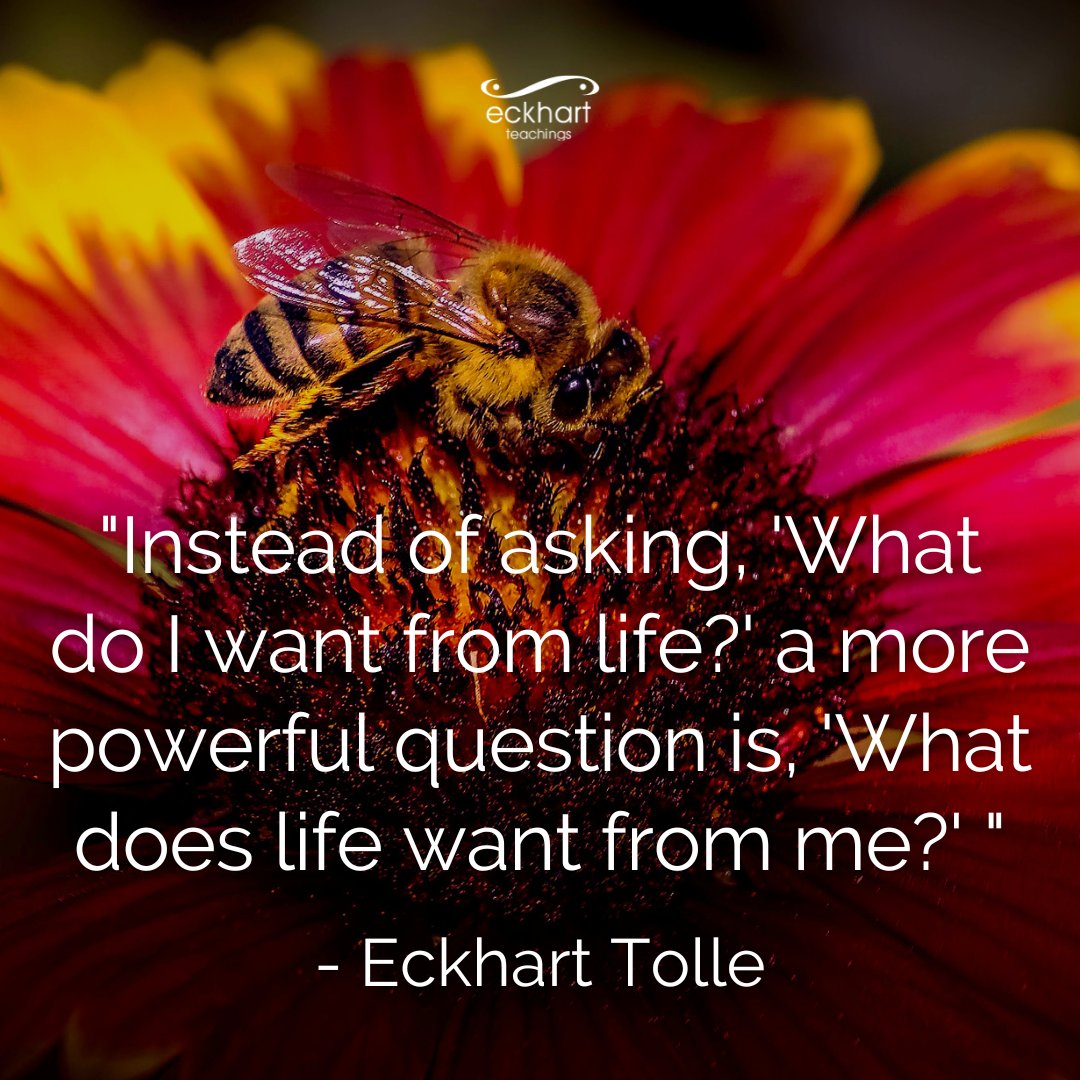 EckhartTolle's tweet photo. "Instead of asking, 'What do I want from life?' a more powerful question is, 'What does life want from me?' "- Eckhart Tolle https://t.co/hjMGCgvS77