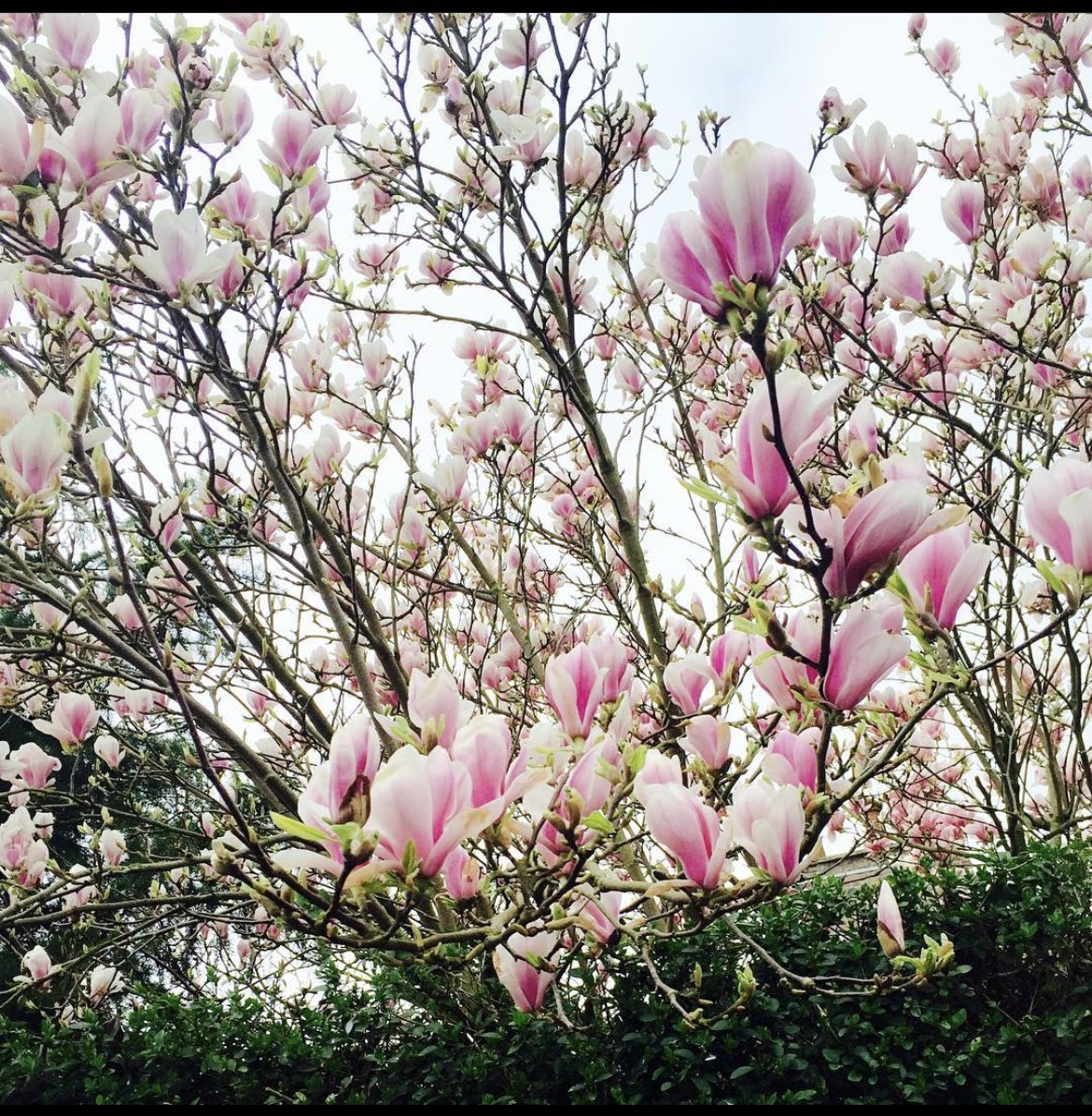 aleya70's tweet photo. @Truffaut Mon joli arbuste en fleurs https://t.co/cjqisNUaxI