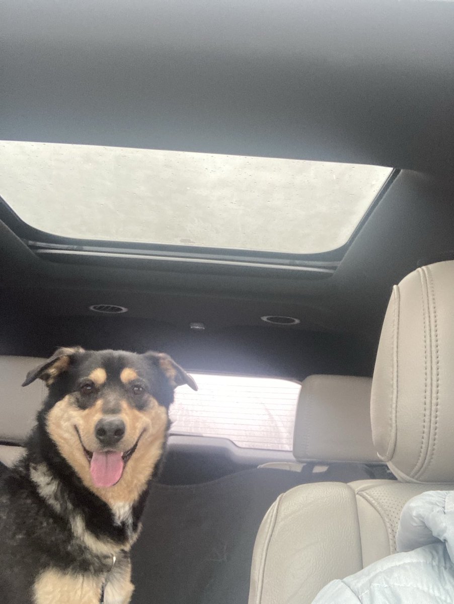 Candace 🐶⚾️ ⛳️🏈🐦♐️ tweet media