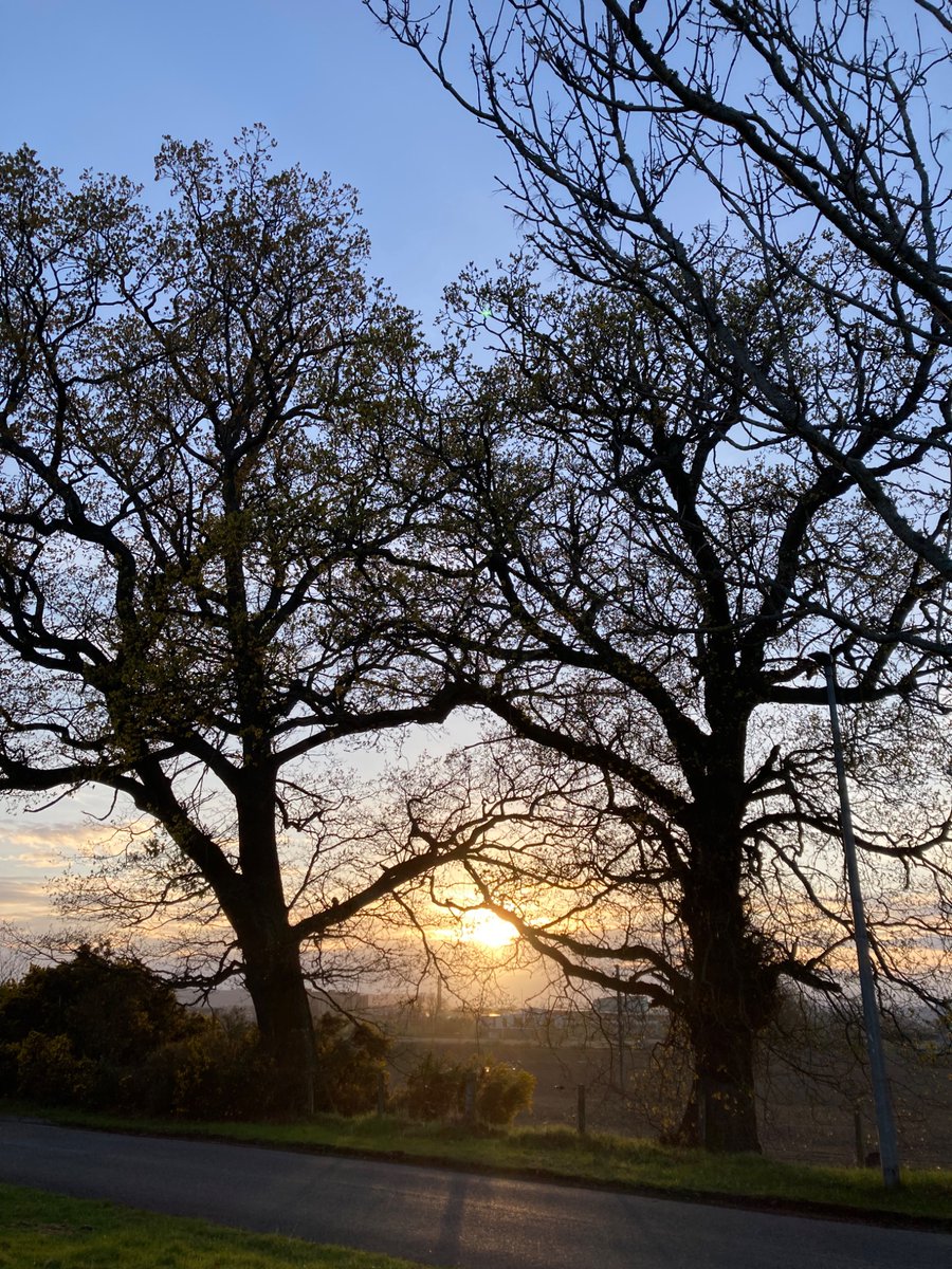 eilidhrae's tweet photo. #TreeClub some lovely trees on my Easter sunset walk https://t.co/Jk030Ijh6y