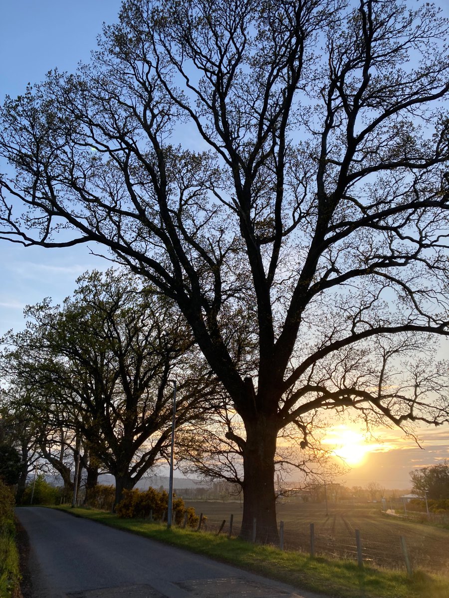 eilidhrae's tweet photo. #TreeClub some lovely trees on my Easter sunset walk https://t.co/Jk030Ijh6y
