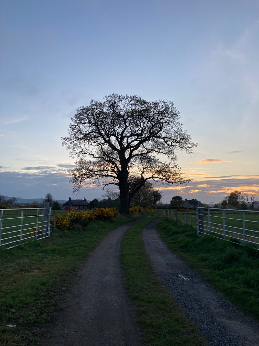 eilidhrae's tweet photo. #TreeClub some lovely trees on my Easter sunset walk https://t.co/Jk030Ijh6y