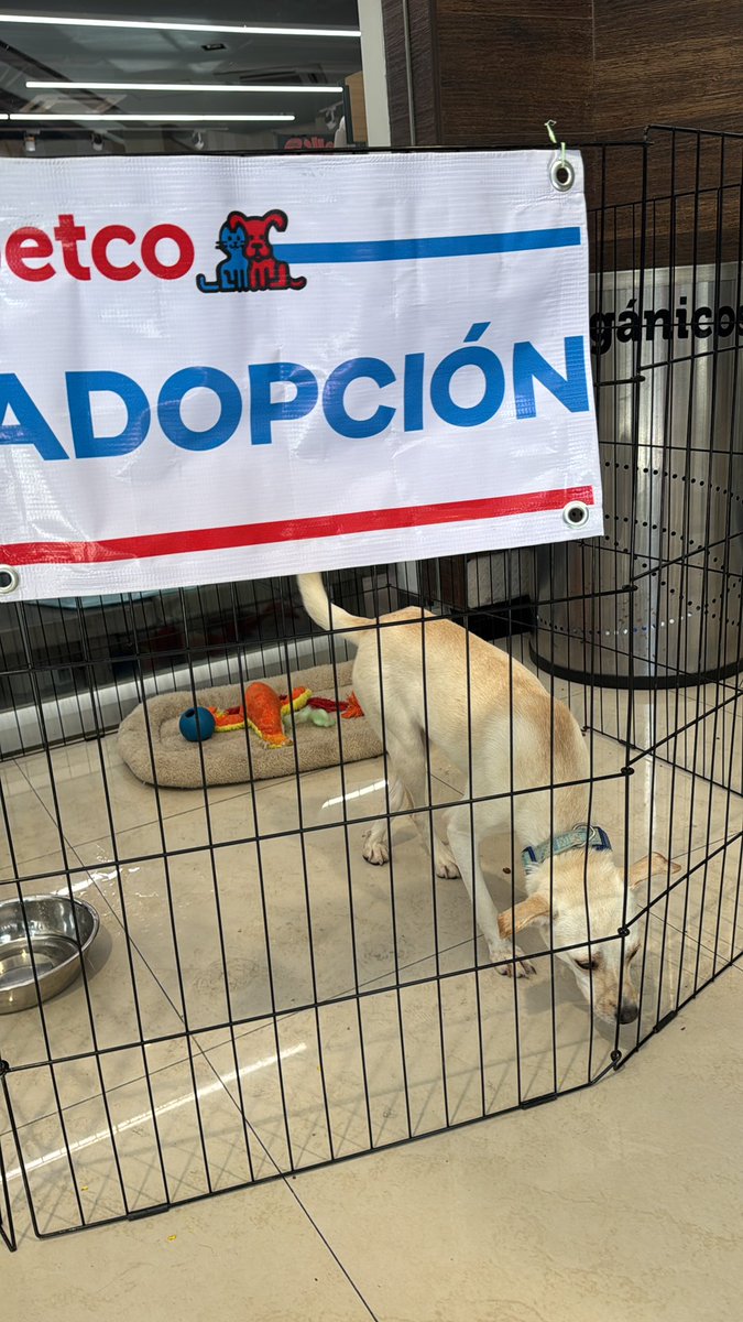Hermosa Pilly Adopción #Pepco Cuernavaca en #CityMarket rio mayo
