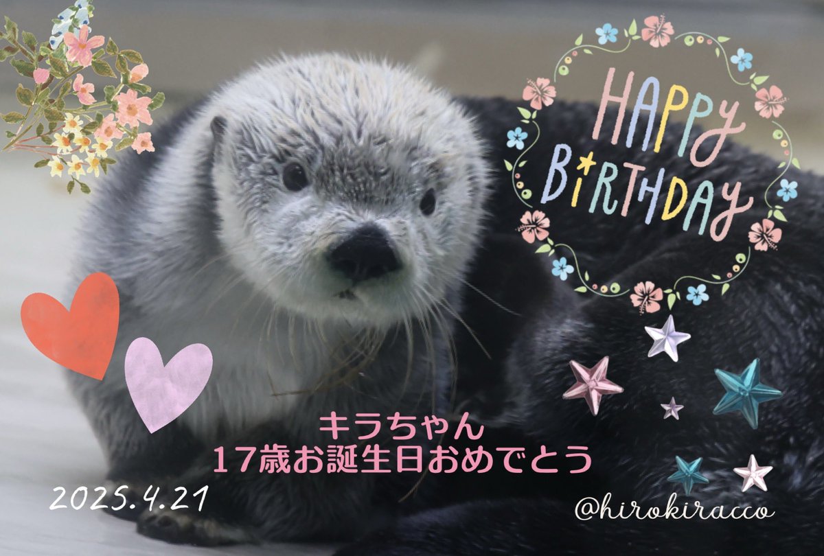 大好きなキラちゃん 17歳のお誕生日🎉おめでとう😭😭😭 大好き過ぎて