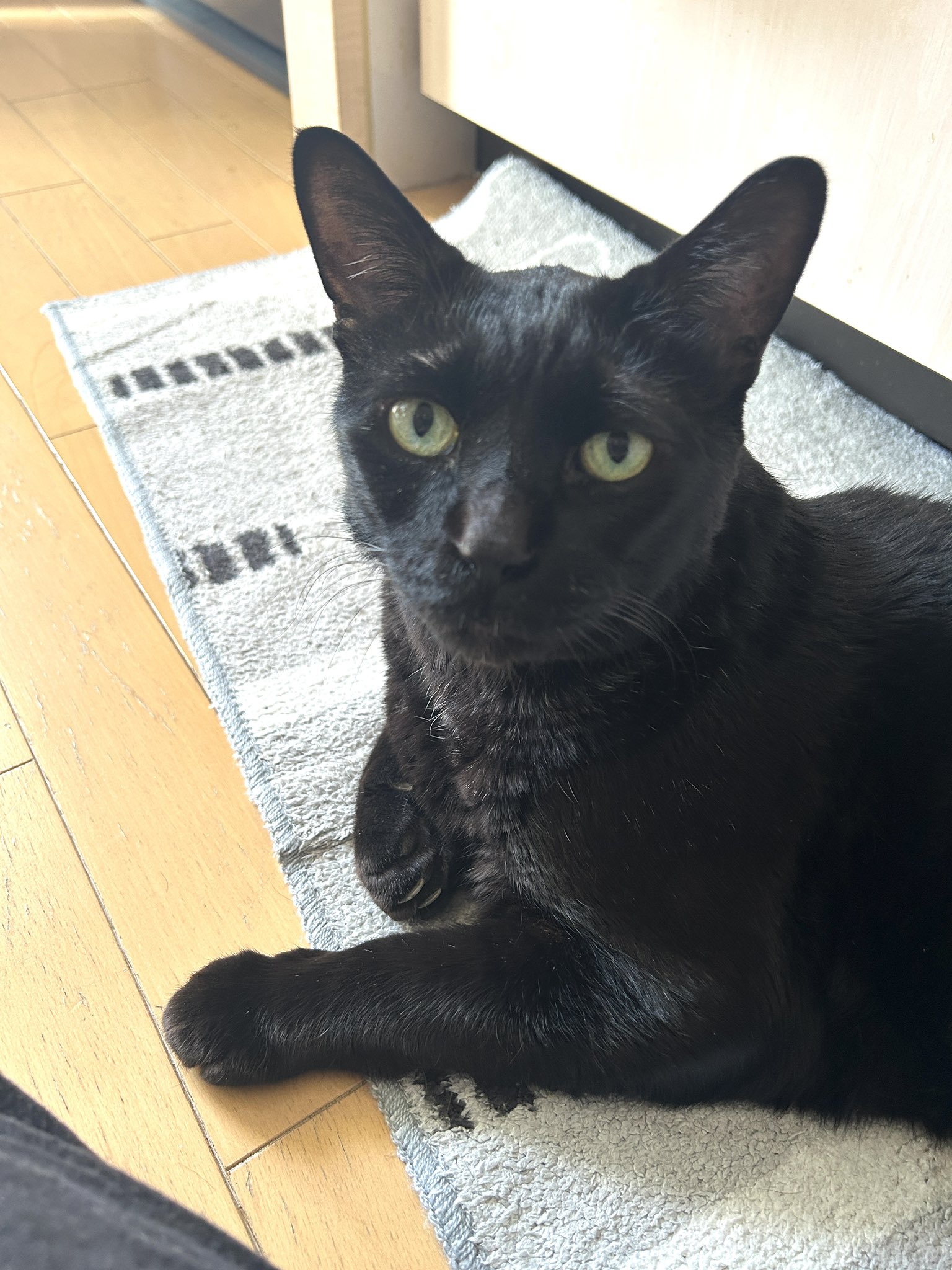 かずよん🐈‍⬛黒猫りゅう🔜5/3.4 にゃんこ博覧会R-52（グラン