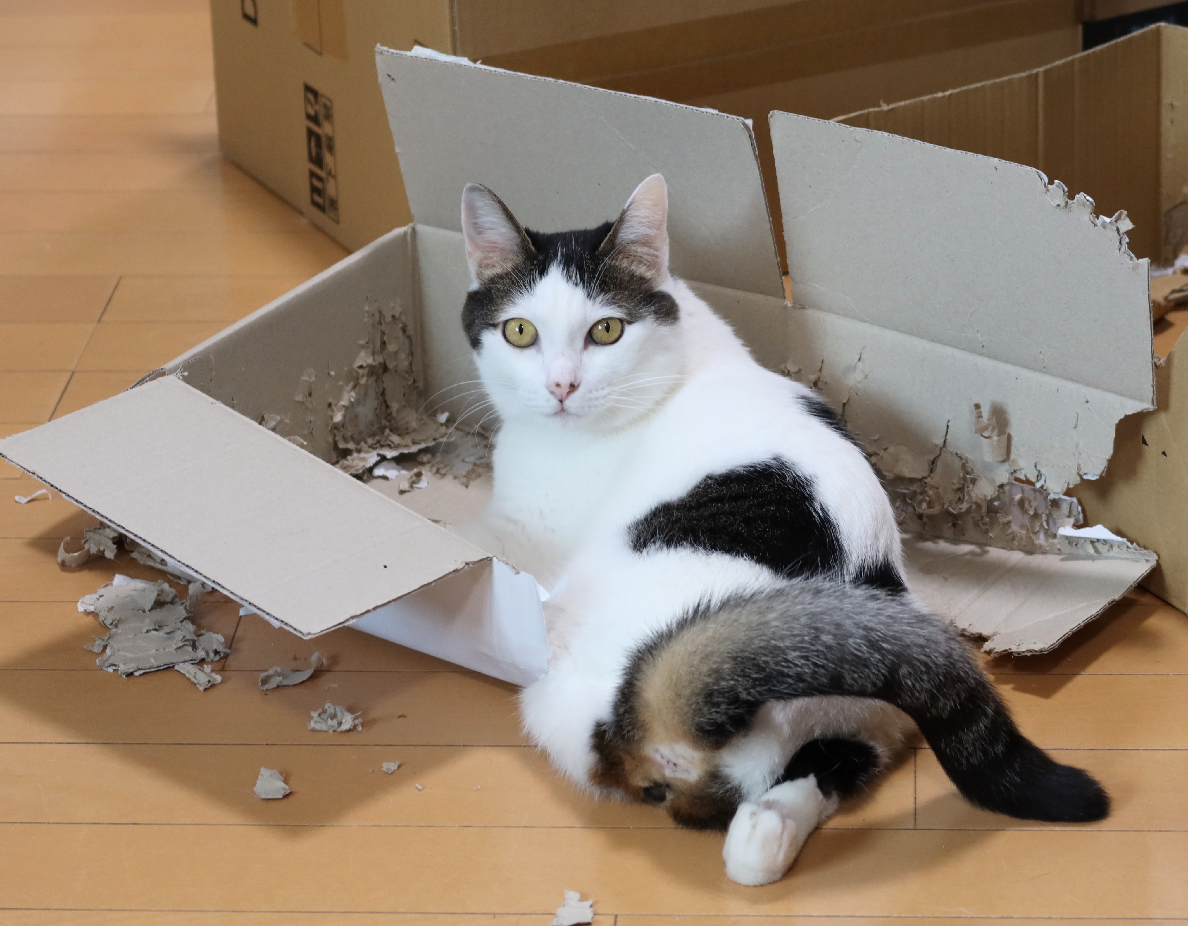 chica0726-cats&animals on X: 