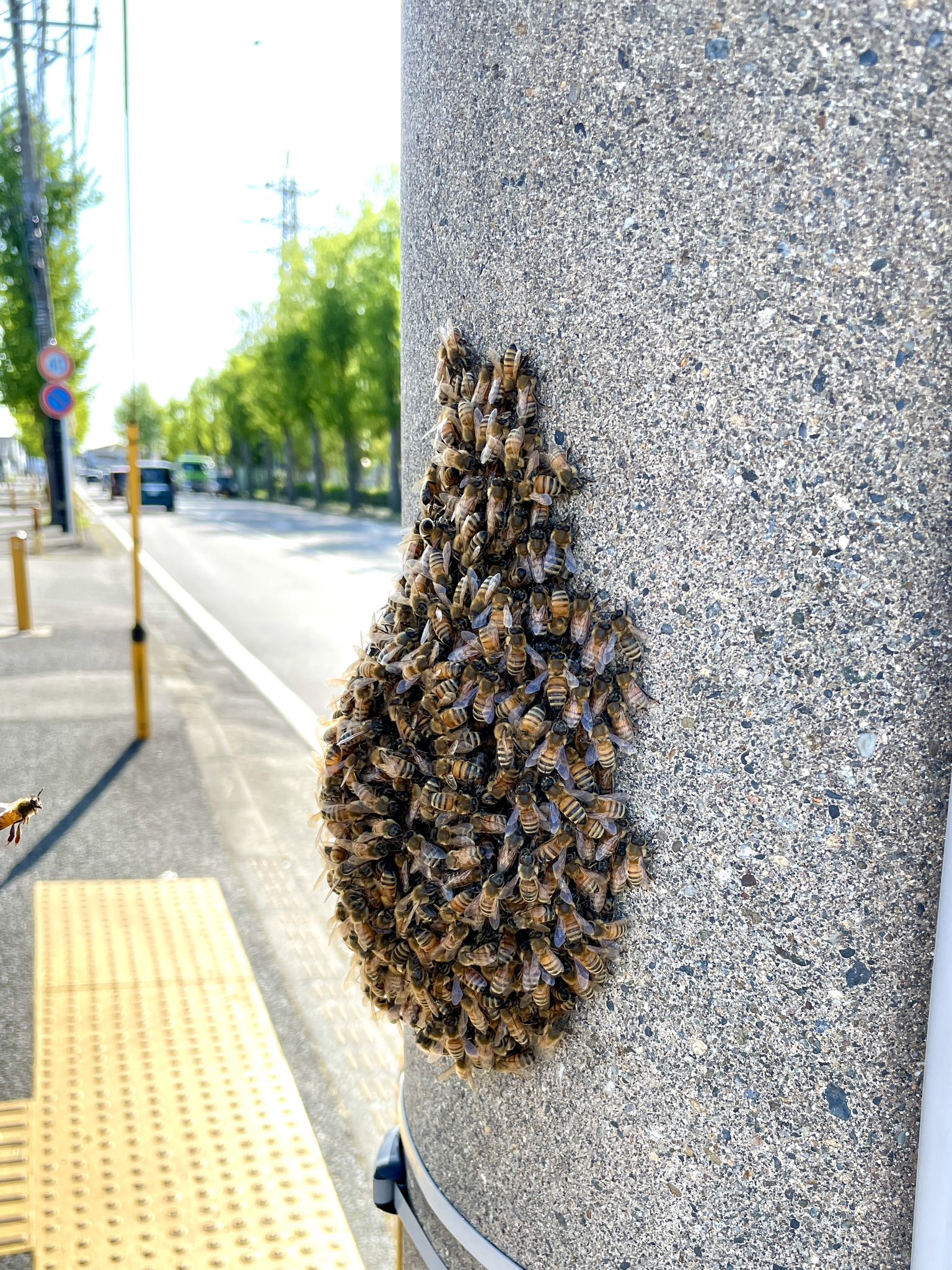 てんてこてん ミツバチx2 ラブハッピーエンジェルモンチッチ」シリーズ 「顏でかSSキー