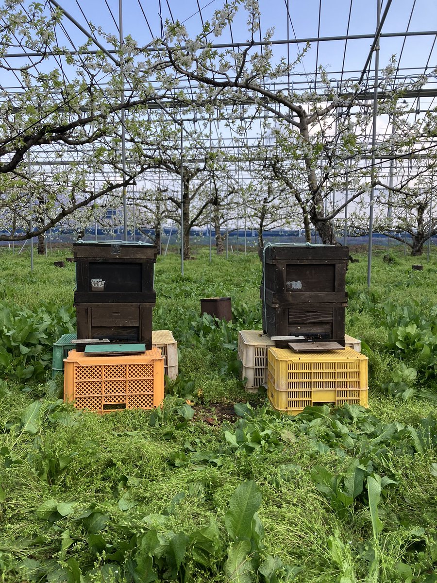 88_sei's tweet photo. 久しぶりのポストになります！

水野農園元気に今年もやってます！
さくらんぼの花も咲き始め、今日はミツバチが入りました。 https://t.co/YJBGne6V0r