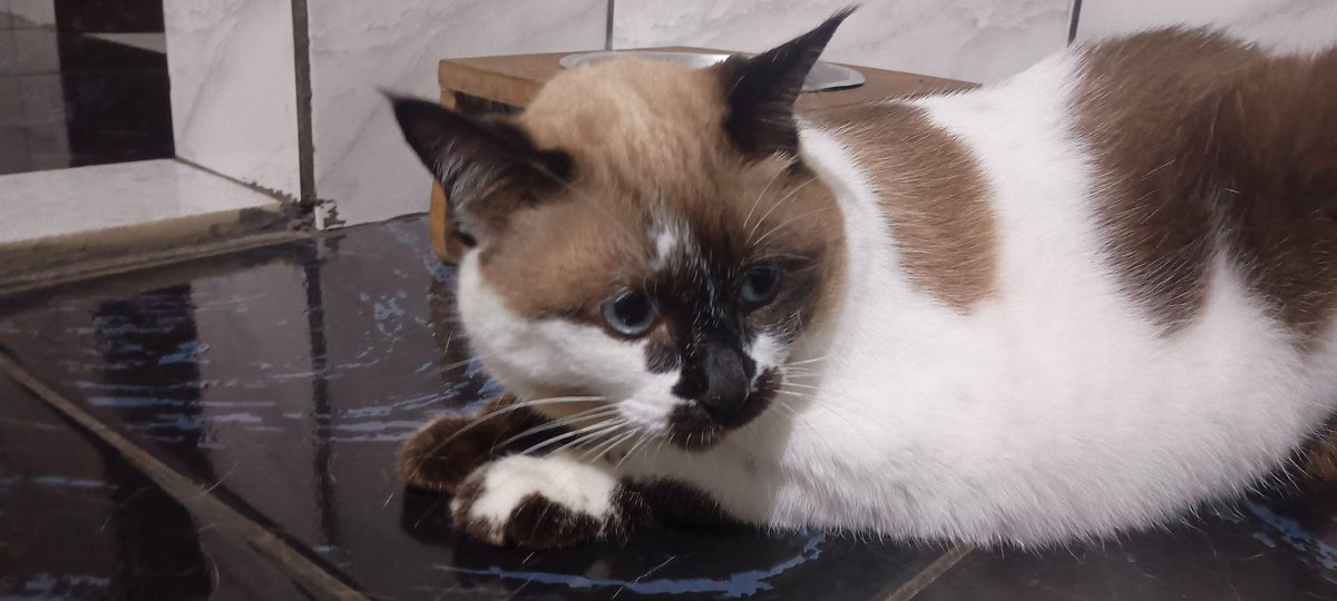 gatita do Jefo🐱 tweet media