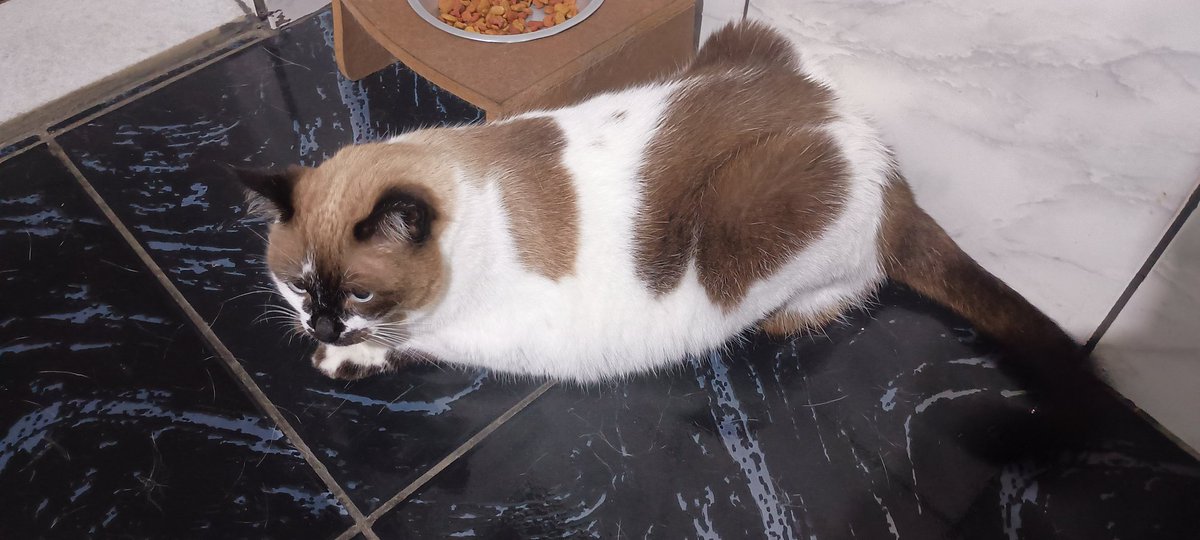 gatita do Jefo🐱 tweet media