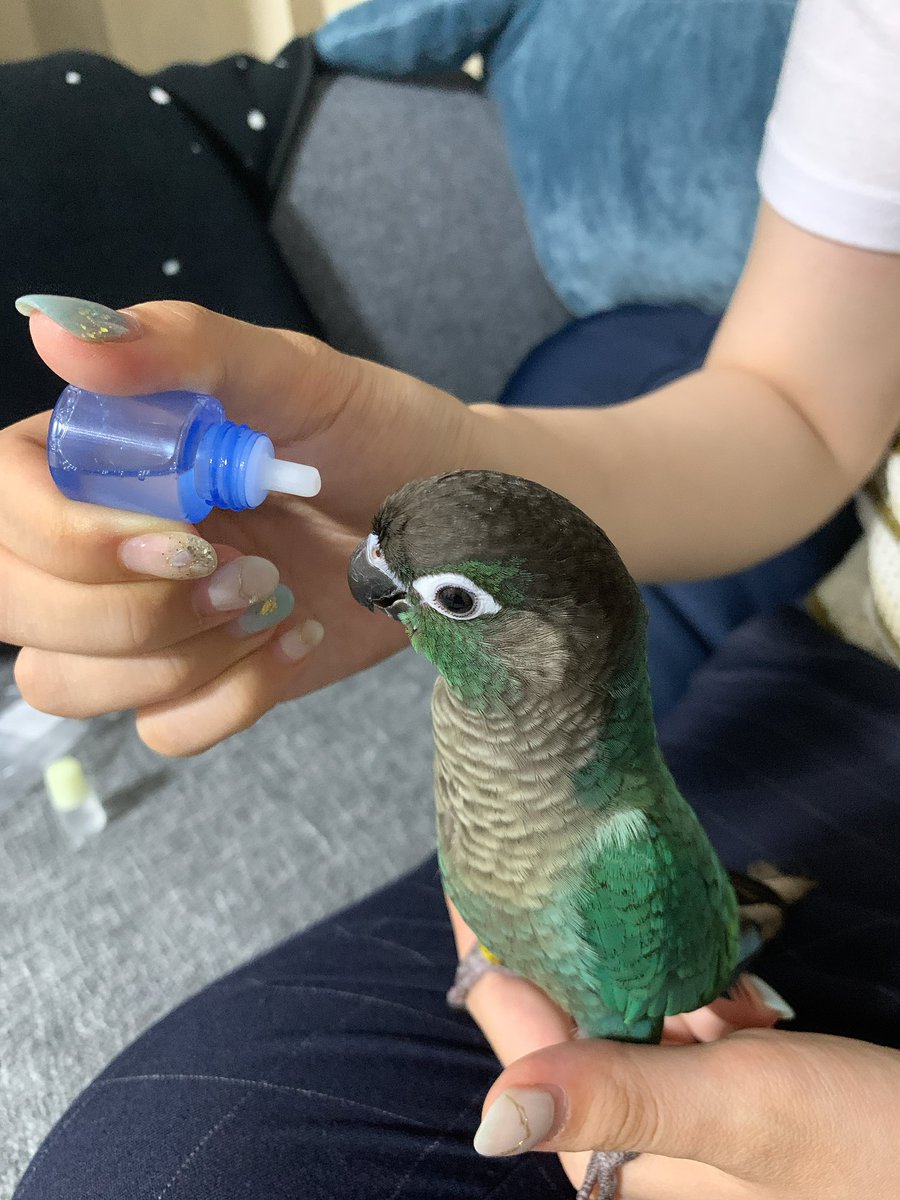 「処方された風邪薬が不味くて目の光が消えるトリ」です。お納めください。