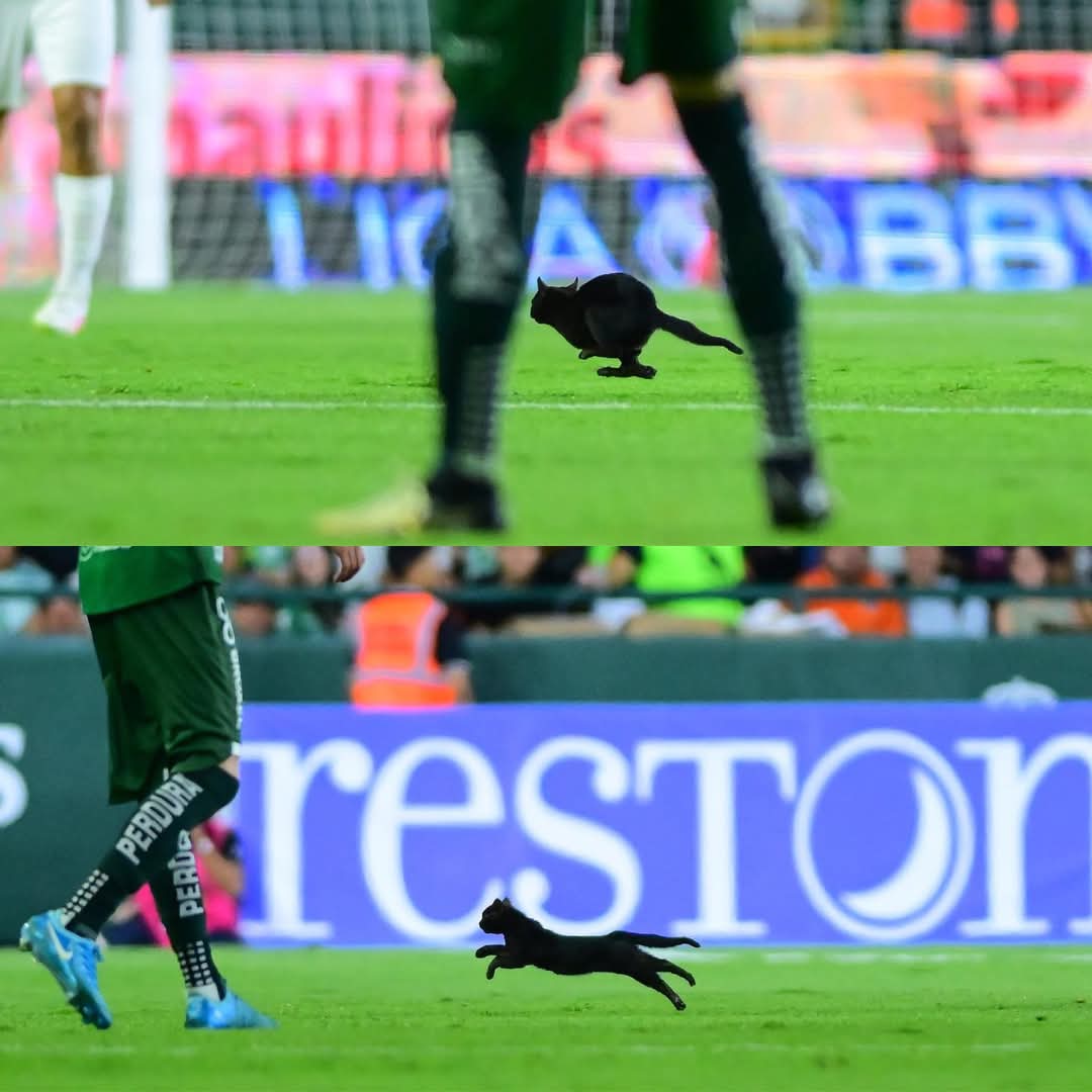 El mundo presenció  la transformación del micho como un auténtico nahual.