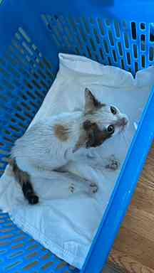 Catster & Co บ้านพักพิงแมวจร tweet media