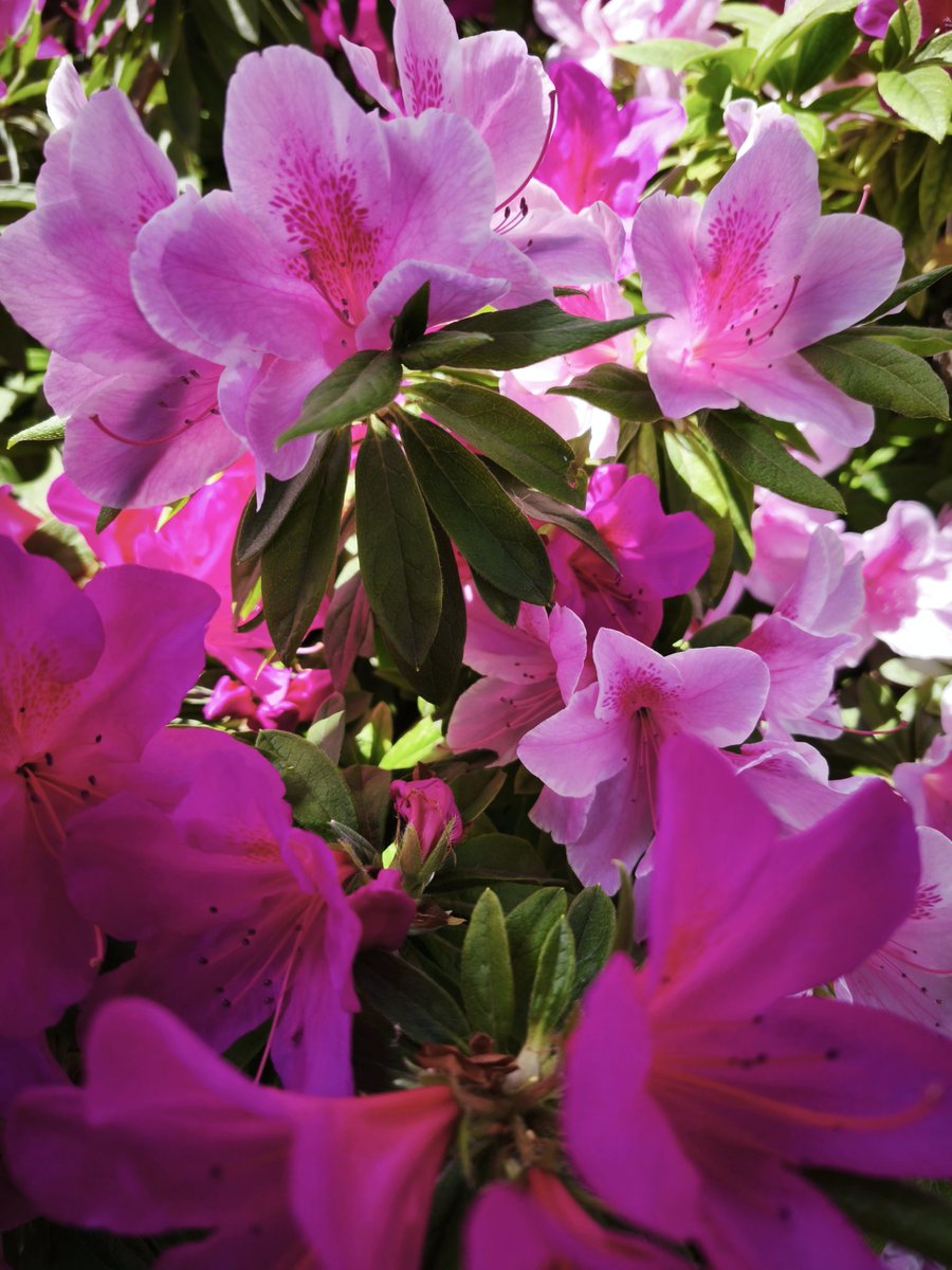 All Cherry Blossoms⭐️新品6枚set⭐️桜並木&旧春爛漫 Kumya's Cherry ♡ Strawberry JSK I by Baby, the Stars Shine Bright