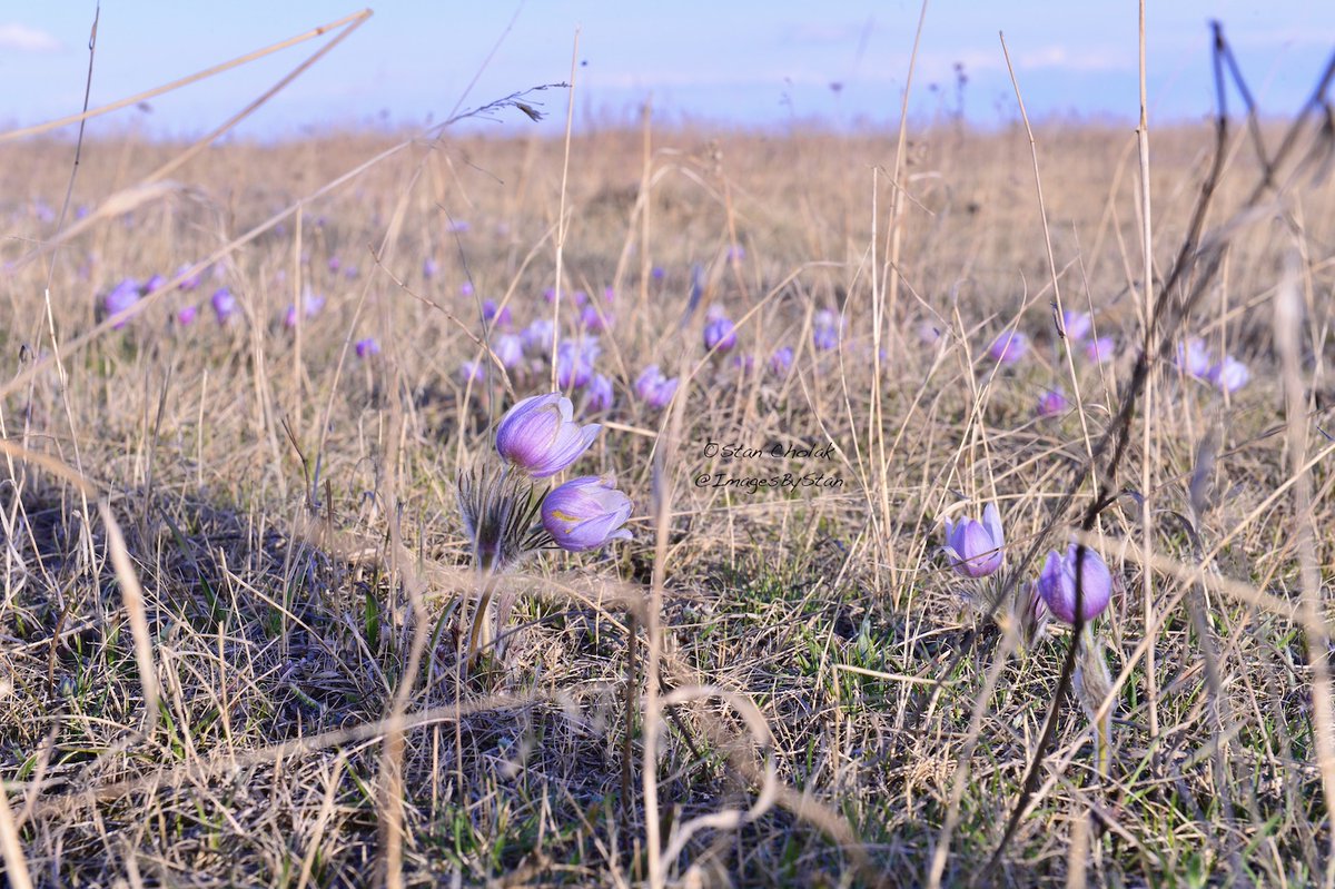 ImagesByStan's tweet image. The beautiful prairie #crocus.  #pasqueflower #HappyEaster @mikesobel @westernproducer @LamontLeader