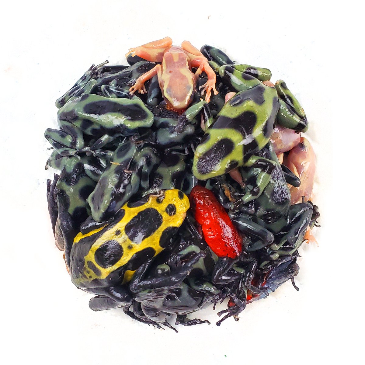 A ball of poison arrow frogs sent in by  a breeder.  These all died in transit when the package was delayed over the weekend.