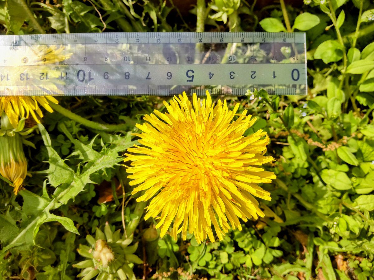 ☀️巨大タンポポ、再び🌈 直径7cm級の巨大タンポポがわらわらと