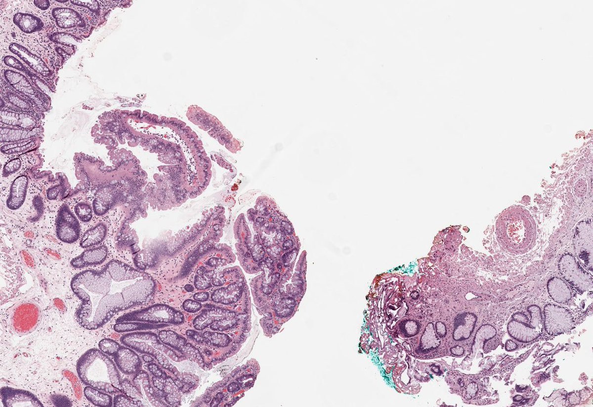 Jay "Thymocyte" Hwang tweet media