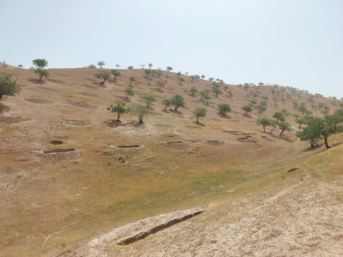 FAO in Afghanistan (@faoafghanistan) on Twitter photo In Sang Atesh, Badghis—home to Afghanistan’s “green gold” pistachios.
<a href="/FAO/">Food and Agriculture Organization</a> is monitoring rainwater trenches, part of 2 million dug last year to boost livelihoods and strengthen climate resilience across the country.
#ClimateAction In Sang Atesh, Badghis—home to Afghanistan’s “green gold” pistachios.
<a href="/FAO/">Food and Agriculture Organization</a> is monitoring rainwater trenches, part of 2 million dug last year to boost livelihoods and strengthen climate resilience across the country.
#ClimateAction