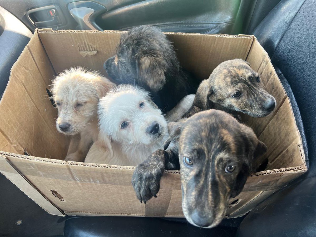 Me llamo Ratona y ellxs son mis hermanxs. Nos encontraron abajo de un puente en la central de abastos y nos trajeron a un mercado pero nadie puede recibirnos 😣 estamos muy asustados. Queremos preguntar si alguien nos podría dar refugio. Al menos unos días

Alina promete tomarnos