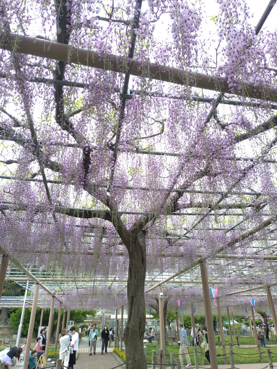 #時間の話
#キックアップ

おはようございます
昨日江南の曼荼羅寺へ行ってきました

普通の藤の花は綺麗に咲いていましたが
長く垂れ下がる種類の藤は、一週間くらい先が見頃だそうで
上手に時間をずらして見頃を迎えるように考えられていて
長く楽しめるようにしてあってなるほどと思いました