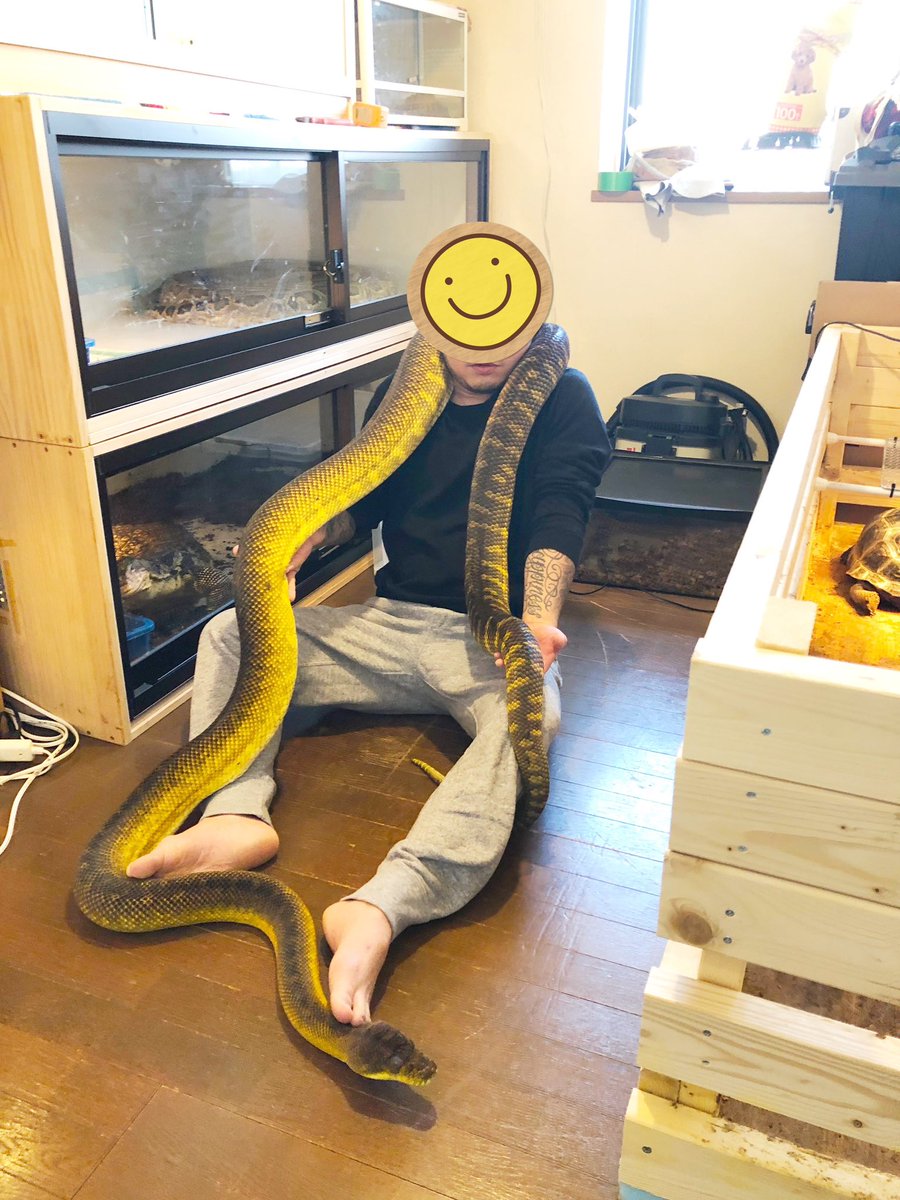 モルカンパイソンの4メートル近い子はこんな感じです！！
ベビーからそだてると5年はかかるよ！だったら倍くらいの値段だしてデカいの買った方が早いし最高なスネーク🐍ライフ楽しめますよ！！オススメです