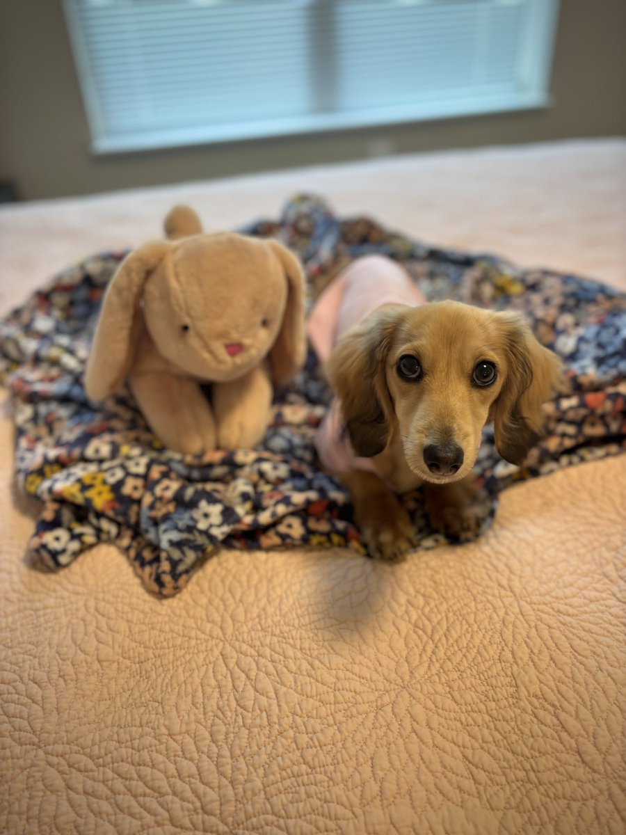 Patton9Andrea's tweet photo. my boyfriend and i are raising an absolute angel and we’re SUCH proud puppy parents 🥹🩷 https://t.co/fkrNLWwcJE