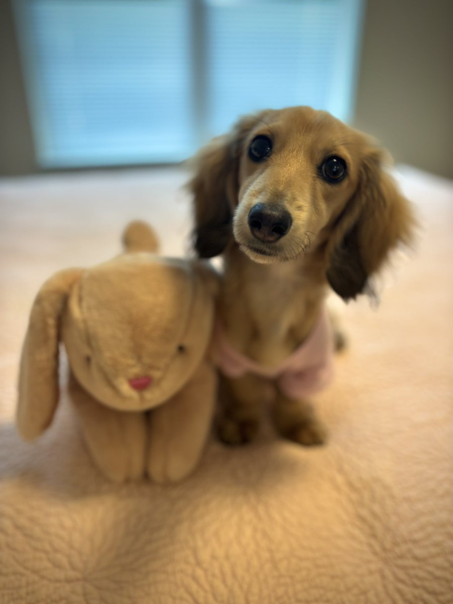 Patton9Andrea's tweet photo. my boyfriend and i are raising an absolute angel and we’re SUCH proud puppy parents 🥹🩷 https://t.co/fkrNLWwcJE