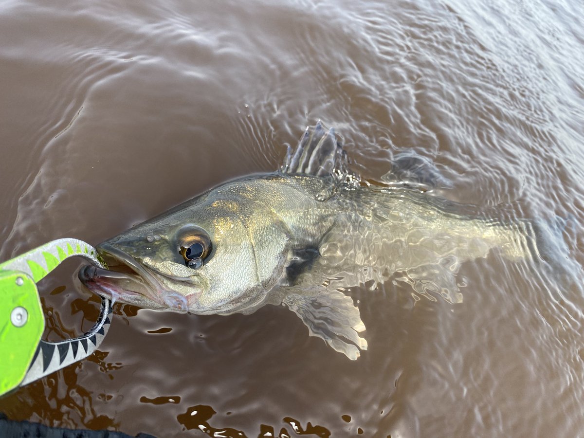 i_01222's tweet image. 先日のデイゲーム。

流れも緩く、タイトピッチ等の控えめなアクションは反応なく、CANNA15でしっかりアクションを出しつつボトムを付かず離れずでHIT🔥

#fimoフィールドモニター
#POPSEACREW
#CANNA15
#東京湾奥
#シーバス