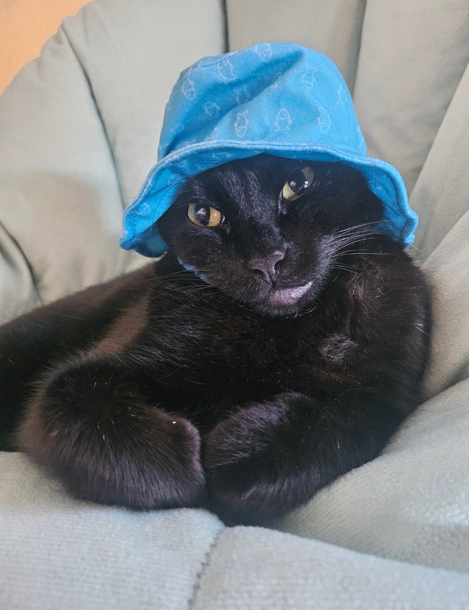 catwheezie🐾 tweet media