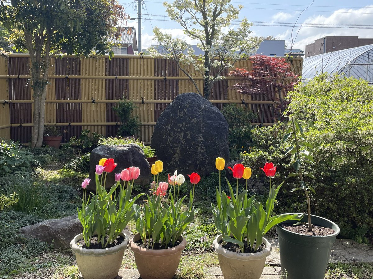 learning_yohei's tweet photo. Good morning from my garden  in Japan🌷🌴 https://t.co/rvqQBOkKDH
