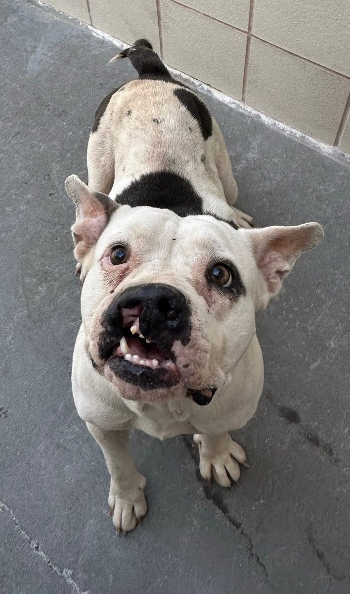 LisaBrabson's tweet photo. Today may b the last day wee SADIE #A379796 is on this earth🌍
SADIE IS RUNNING OUT OF ⏳
All she wants is a home &amp; someone to love her forever 
PlZ #ADOPT #FOSTER OR #PLEDGE TO ATTRACT A RESCUE 🛟 
#CorpusChristiACS https://t.co/BEhoNBqjDp
