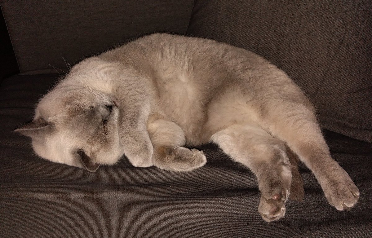 I guess I had too many Easter treats 🥚🐣 Have a great Easter my friends 🐇 Don't overdo it 🍫 😸 #goodnight #Easter #CatsOfTwitter #Goodnighteveryone #CatsOnTwitter #EasterSunday