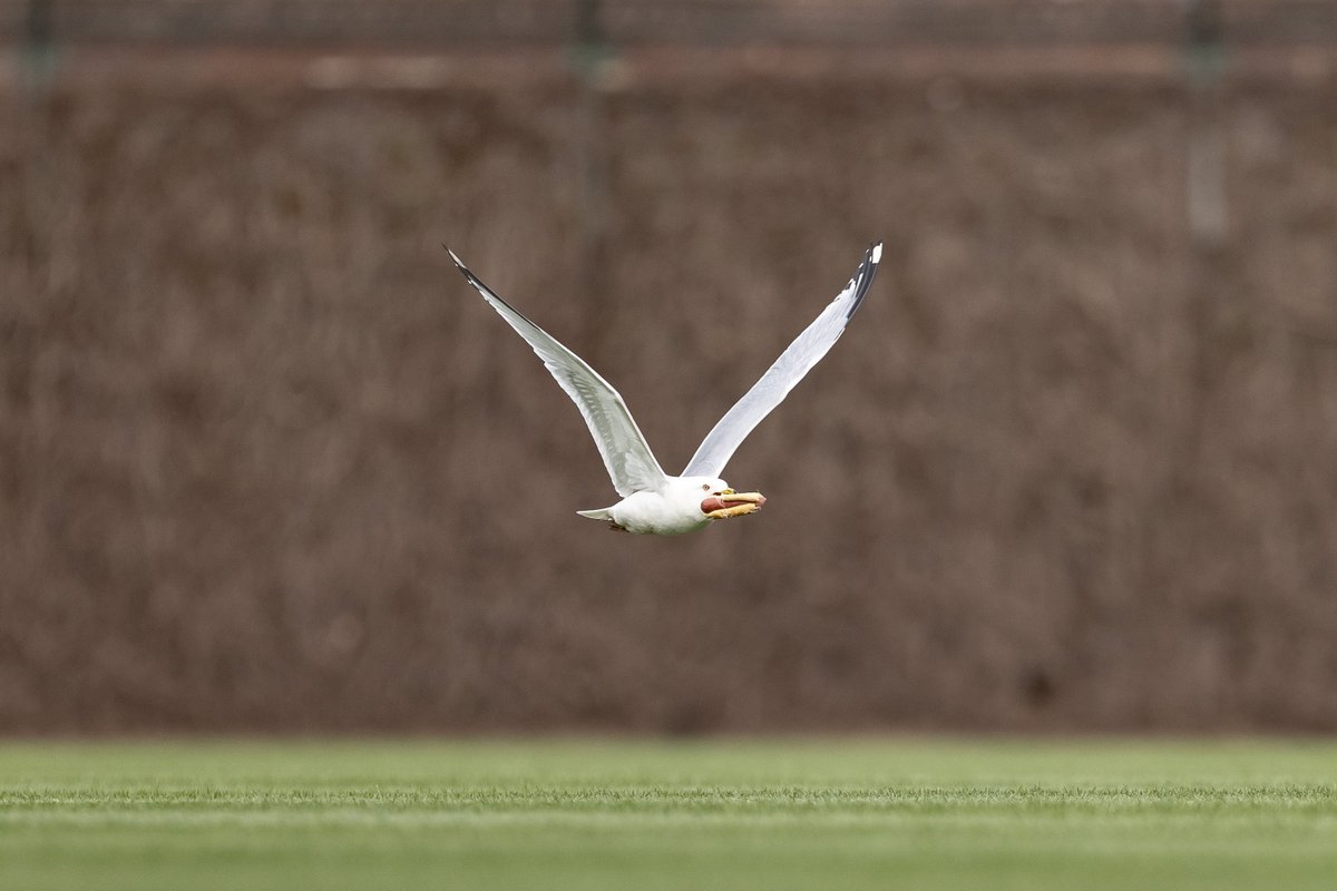 An Easter feast in the outfield

<a href="/GettySport/">Getty Images Sport</a>