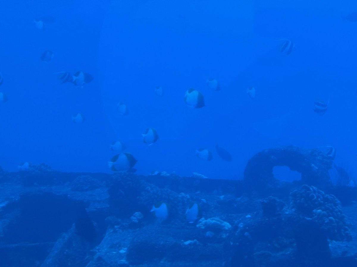 Matt Oram tweet media