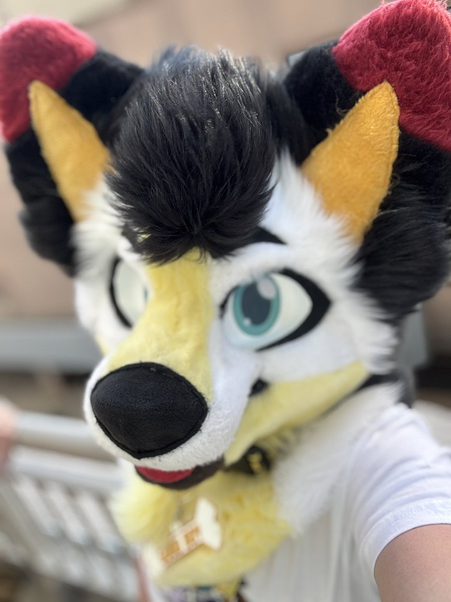 Jaco_La_Folfsky25 tweet media