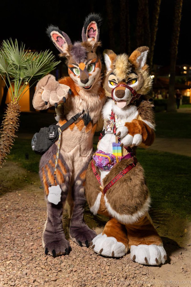 🌵desert animals 🌵