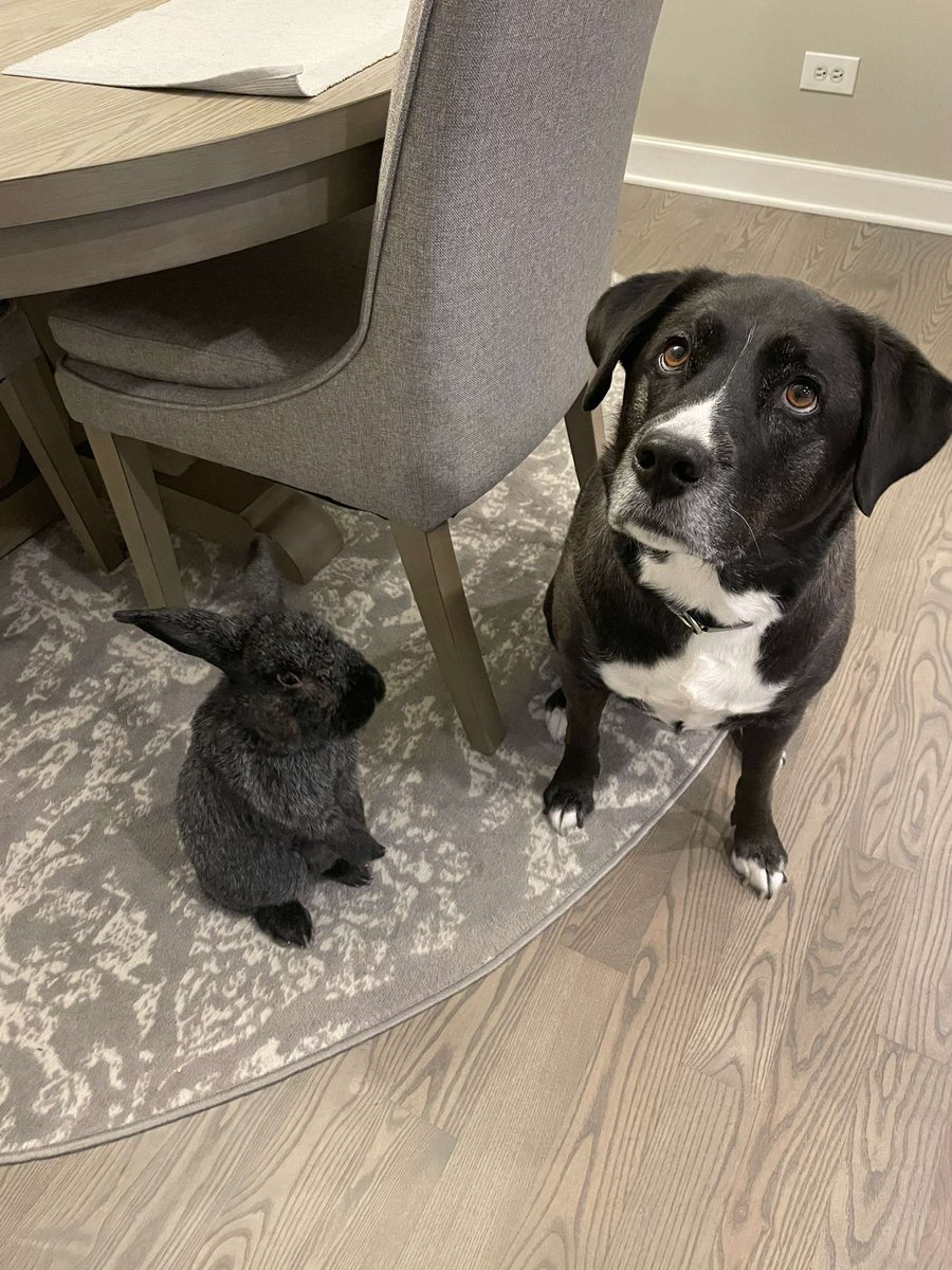Happy Easter 🐣 from the real Easter bunny Max 🐰 (&amp; his bff Holly 🐶) ✝️