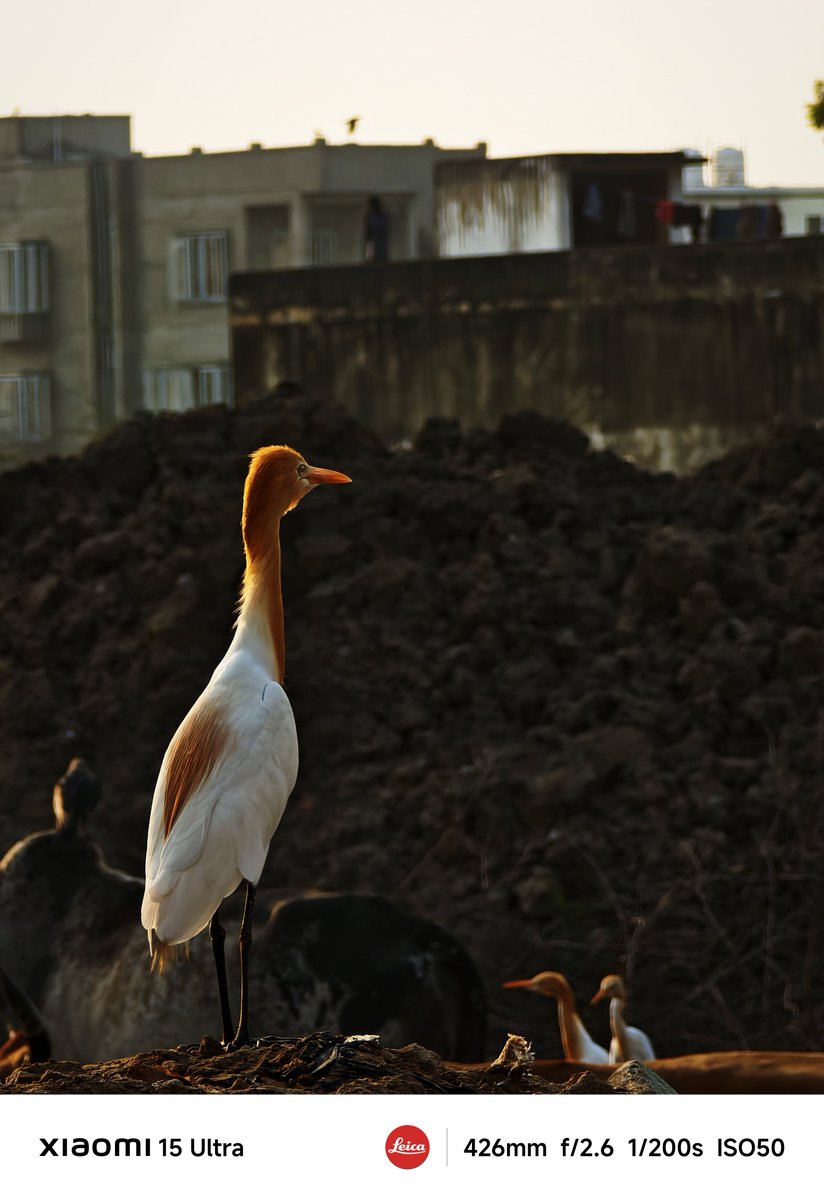 Capturing birds on mobile is tough!!! either they fly away or our mobile results pathetic😭. But today, it all synced perfectly! Pure outdoor shots 🤩😍😍
No zoo, No bird sanctuary.

Xiaomi Gallery Editor used🤗
<a href="/saaaanjjjuuu/">Sanju Choudhary</a> <a href="/ApurvaBansal077/">Apurva Bansal</a> <a href="/Frankforphones/">Frank 🇨🇦📱</a> <a href="/leijun/">Lei Jun</a>