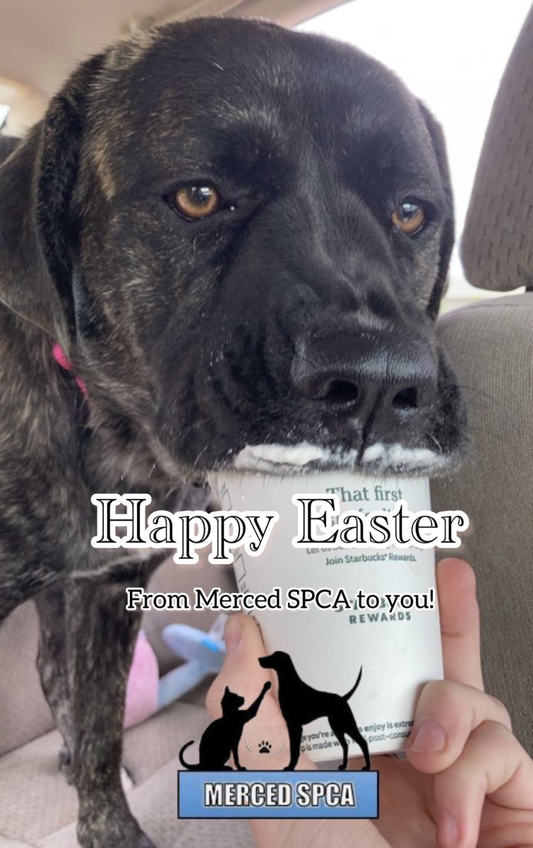MercedSpca's tweet image. Hoppy Easter from your friends at Merced SPCA! 🐣💚 As your trusted no-kill animal rescue since 1969, we’re here to remind you that every day is a chance to show love to our four-legged companions. How are you making a difference this Easter? Tell us in the comments!