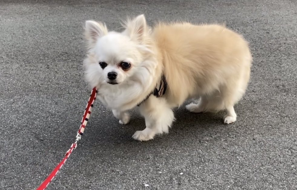 くぅちゃん