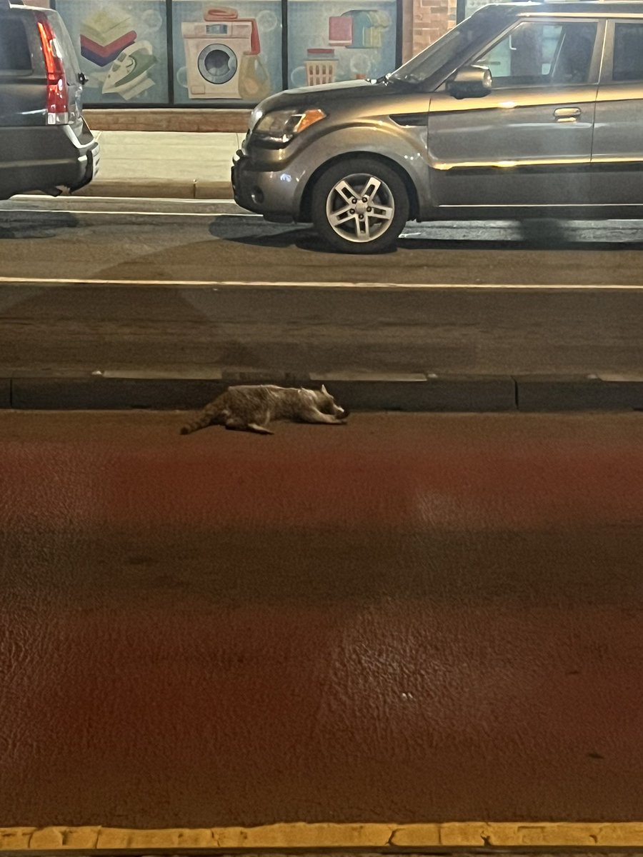 Rocket raccoon in NYC! #MarvelRivals #MarvelRivalsfanart #rocketraccoon