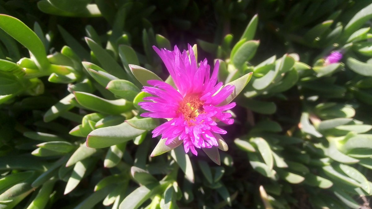 DerekMalenko's tweet photo. Nourish.

It suddenly blooms.

#nature https://t.co/dyJj2jUNTO